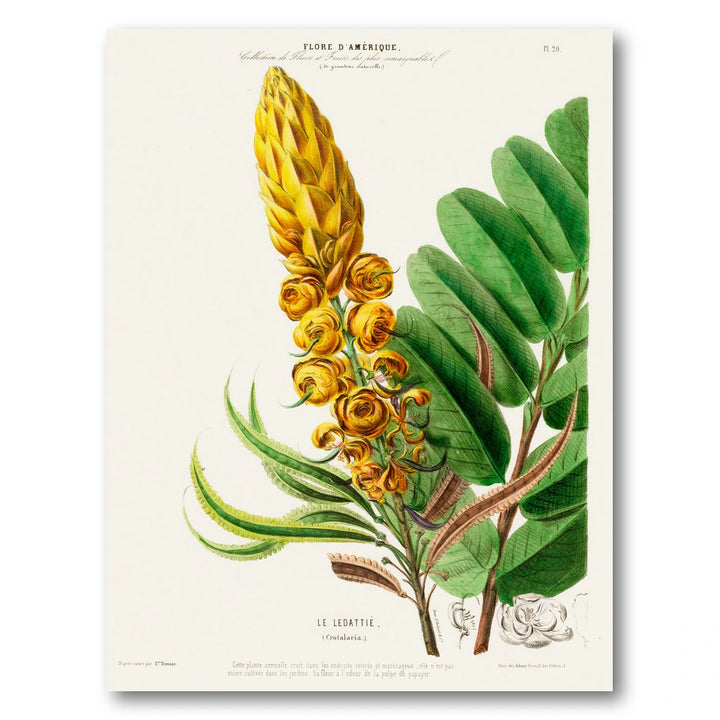 Rattlepod Vintage Botanical Art Print
