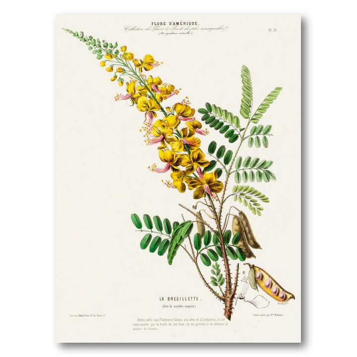 Brazilwood Vintage Botanical Art Print