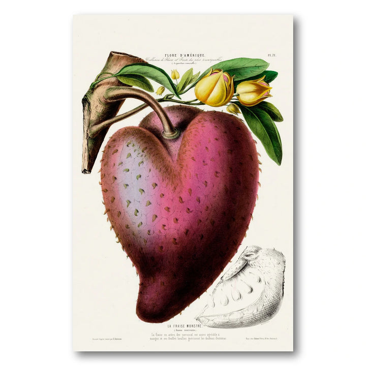 Soursop Vintage Botanical Art Print