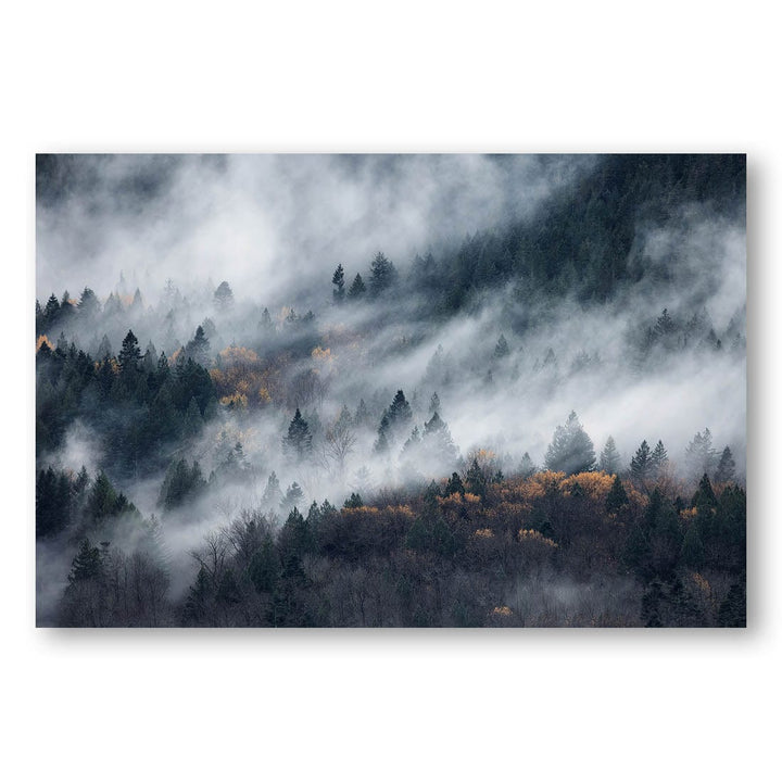 Misty Forest Canopy Print