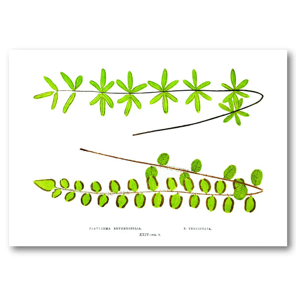 Platyloma Botanic Study Art Print