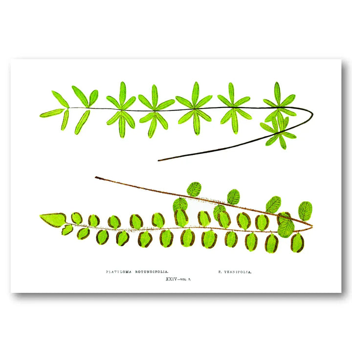 Platyloma Botanic Study Art Print