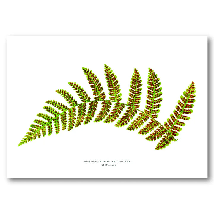Hemionitis Palmata Botanical Feathered Fronds With Russet Spotting Art Print