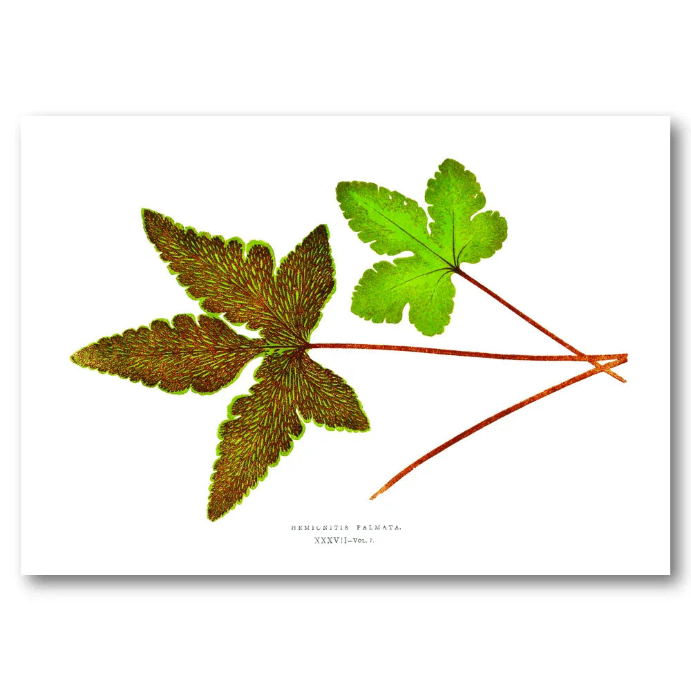 Hemionitis Palmata Landscape vintage print, one of the pair