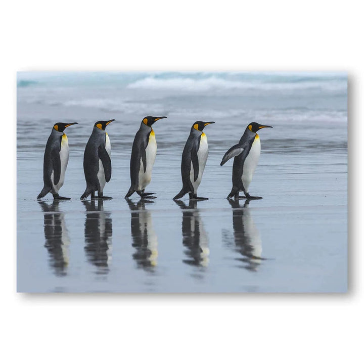 Penguins Online Five Photo Print