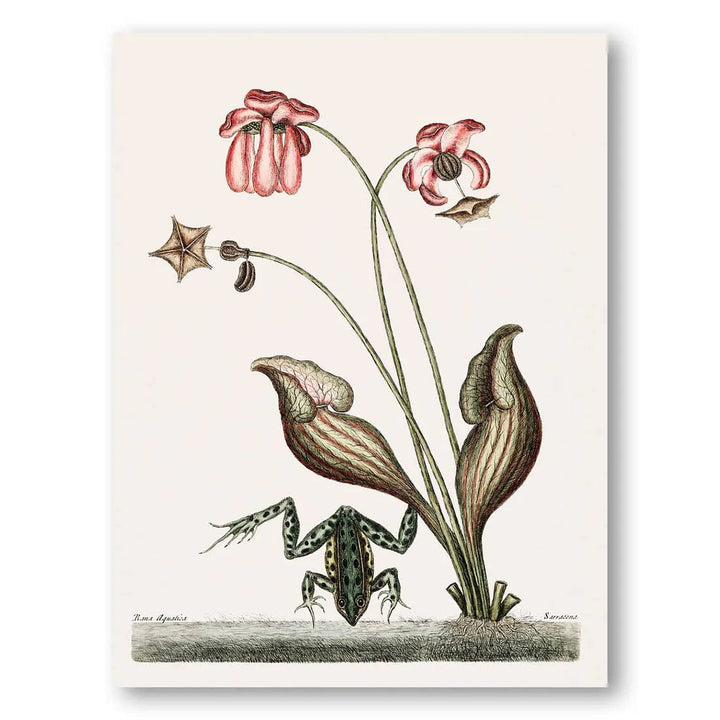 Botanical Serenade Frog Vintage Art Print