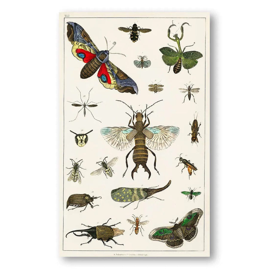 Entomologist's Delight Vintage Ilustration Print