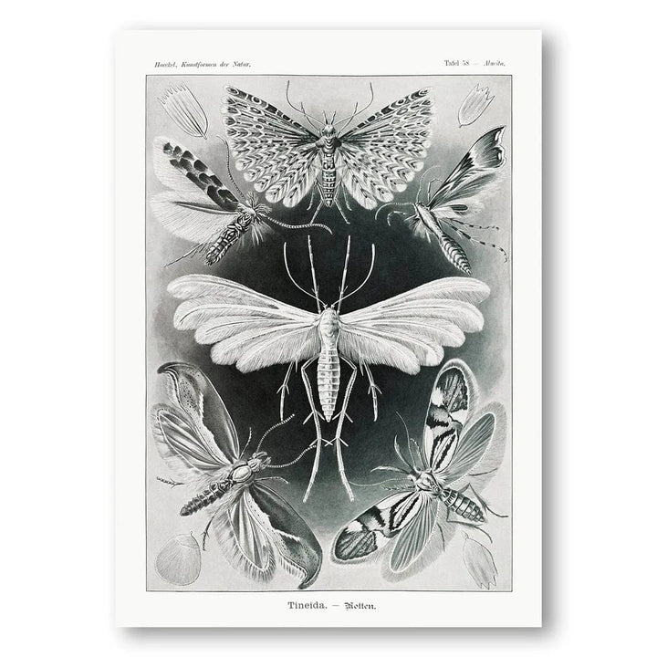 Vintage Moth Study Vintage Ilustration Print