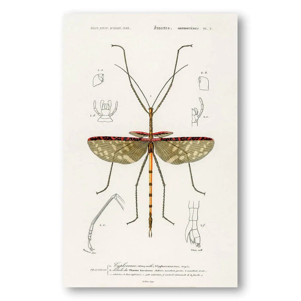 Orbigny's Entomological Study Vintage Ilustration Print