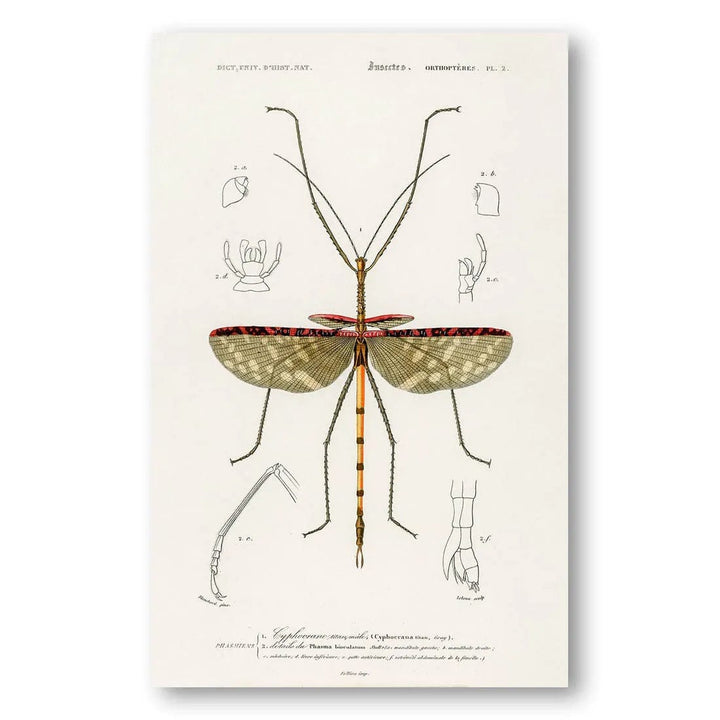 Orbigny's Entomological Study Vintage Ilustration Print