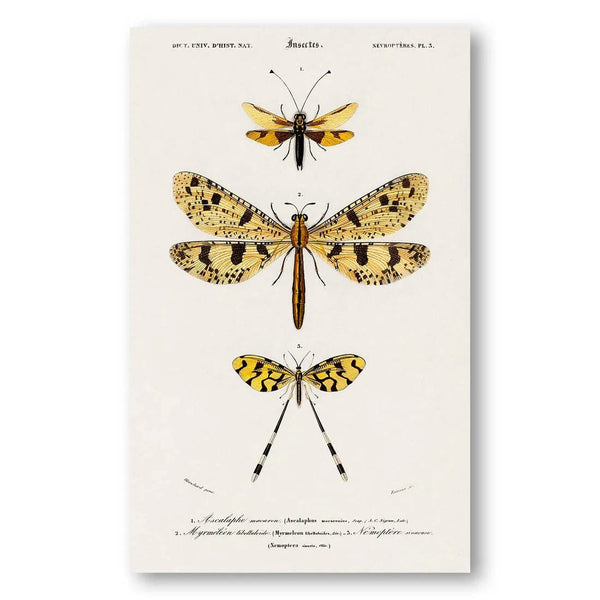 Orbigny's Vintage Entomology Vintage Ilustration Print