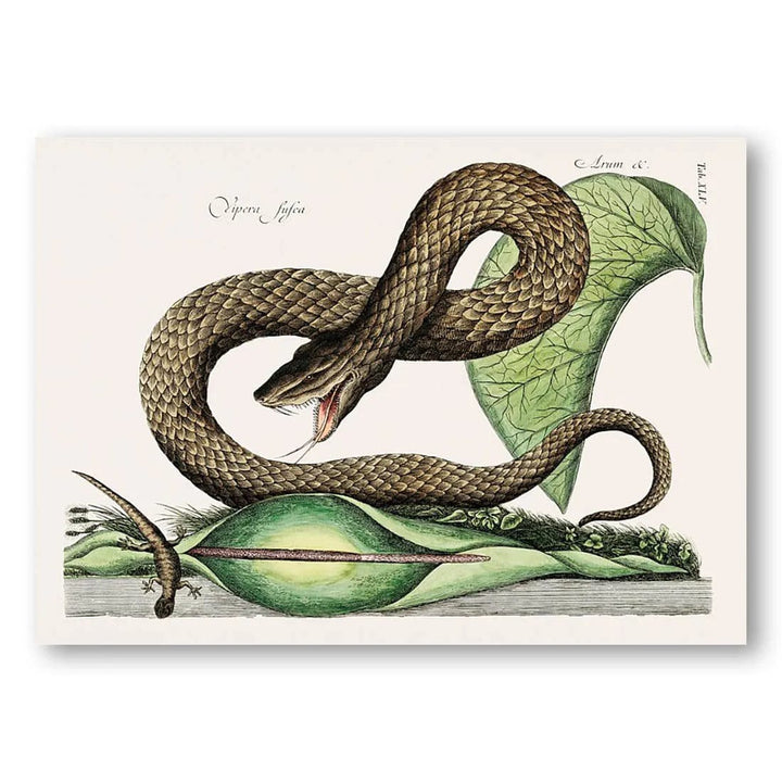 Serpentine Splendor Vintage Ilustration Print