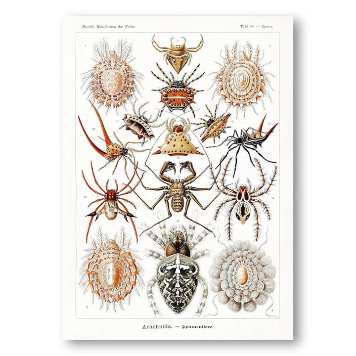 Vintage Arachnid Study Vintage Ilustration Print