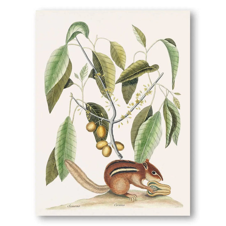 Foraging Squirrel Botanical Vintage Ilustration Print