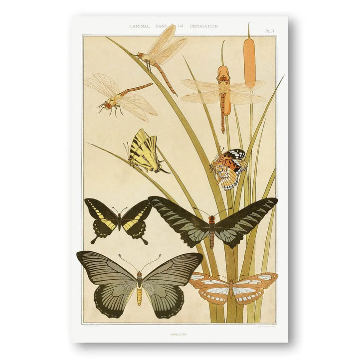 Vintage Insect and Butterfly Garden Vintage Ilustration Print