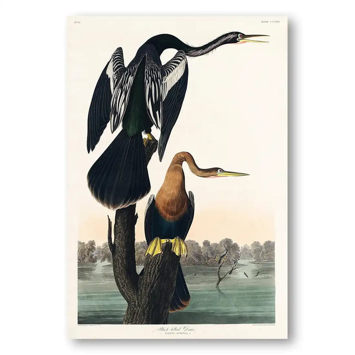 Black Bellied Darters by John James Audubon Vintage Art Print