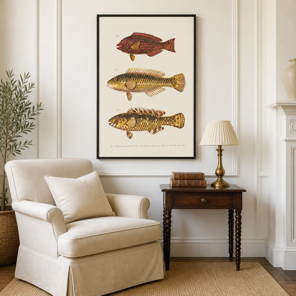 Indo-Pacific Parrotfish No. 1 vintage fish art print framed in a traditional home