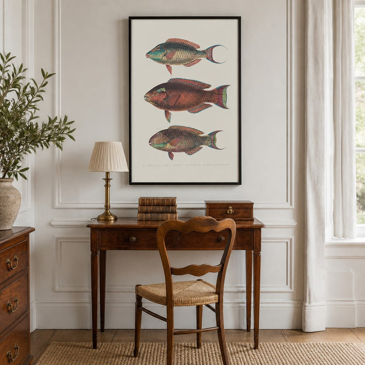 Indo-Pacific Parrotfish No. 10 vintage fish art print framed in a traditional home