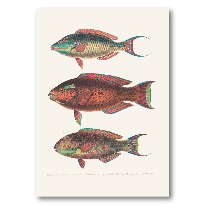 Indo-Pacific Parrotfish No. 10 Art Print