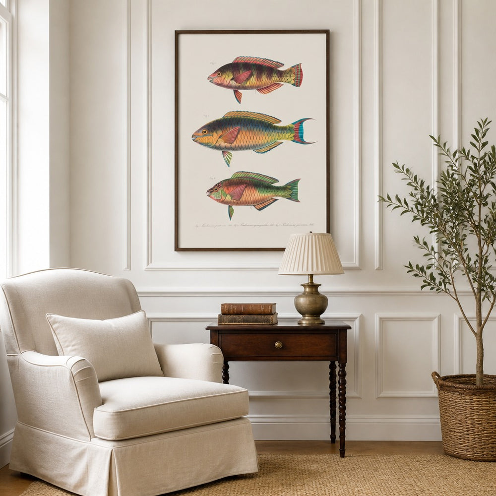 Indo-Pacific Parrotfish No. 11 vintage fish art print framed in a traditional home