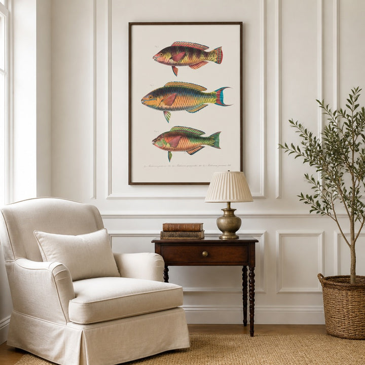 Indo-Pacific Parrotfish No. 11 vintage fish art print framed in a traditional home