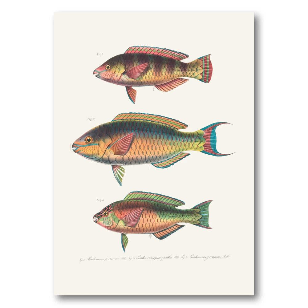 Indo Pacific Parrotfish No 11 Art Print