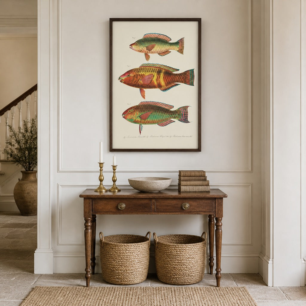 Indo-Pacific Parrotfish No. 12 vintage fish art print framed in a traditional home