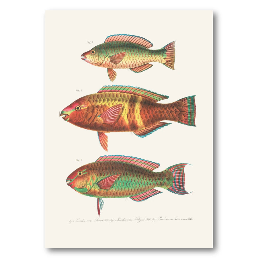Indo Pacific Parrotfish No 12 Art Print