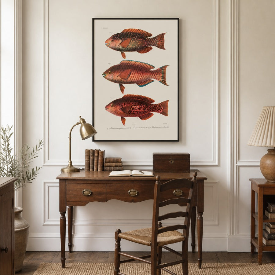 Indo-Pacific Parrotfish No. 13 Art Print in a room setting