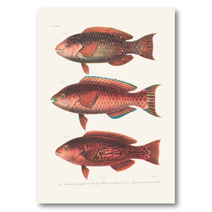 Indo-Pacific Parrotfish No. 13 Art Print