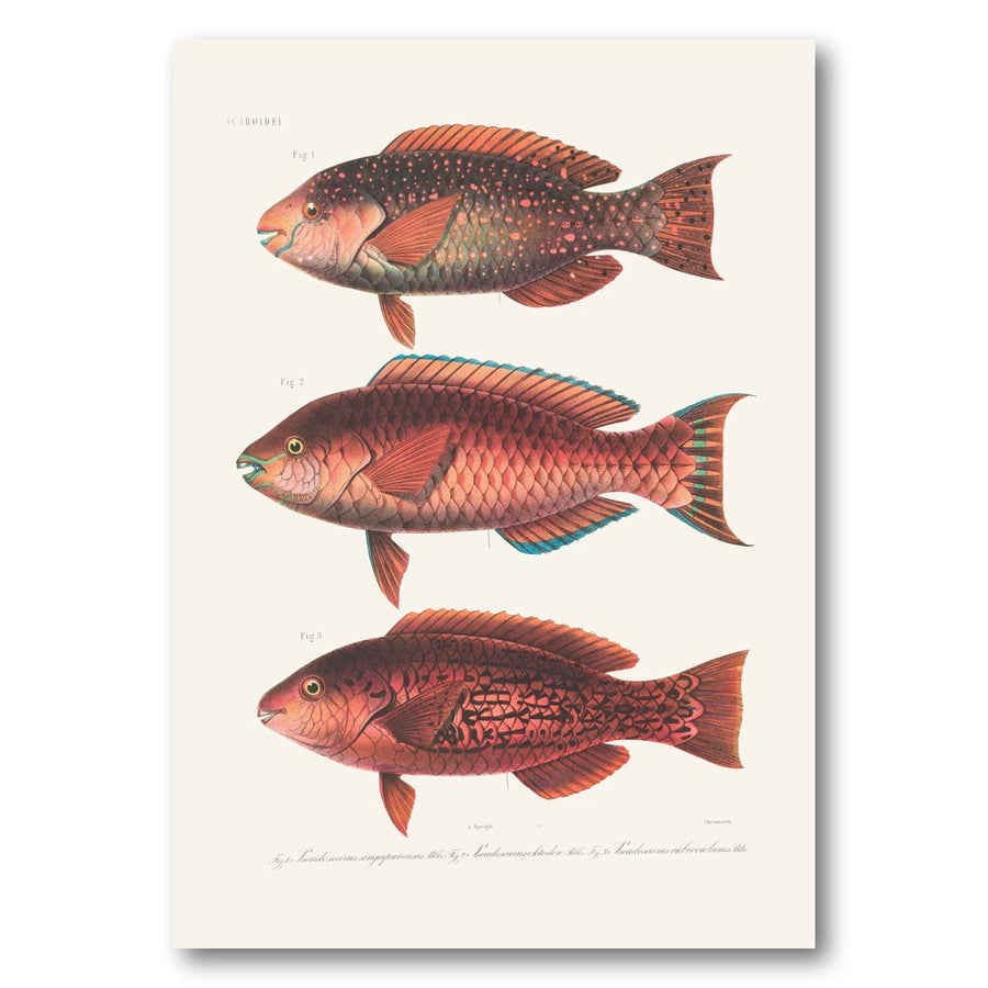 Indo-Pacific Parrotfish No. 13 Art Print