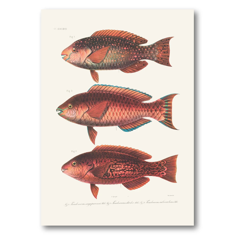 Indo Pacific Parrotfish No 13 Art Print