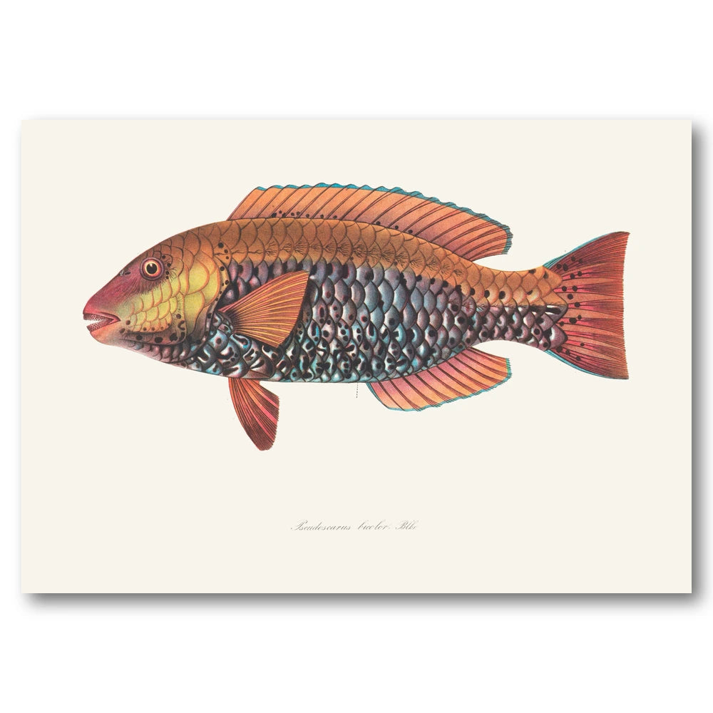 Indo-Pacific Parrotfish No. 14 Art Print