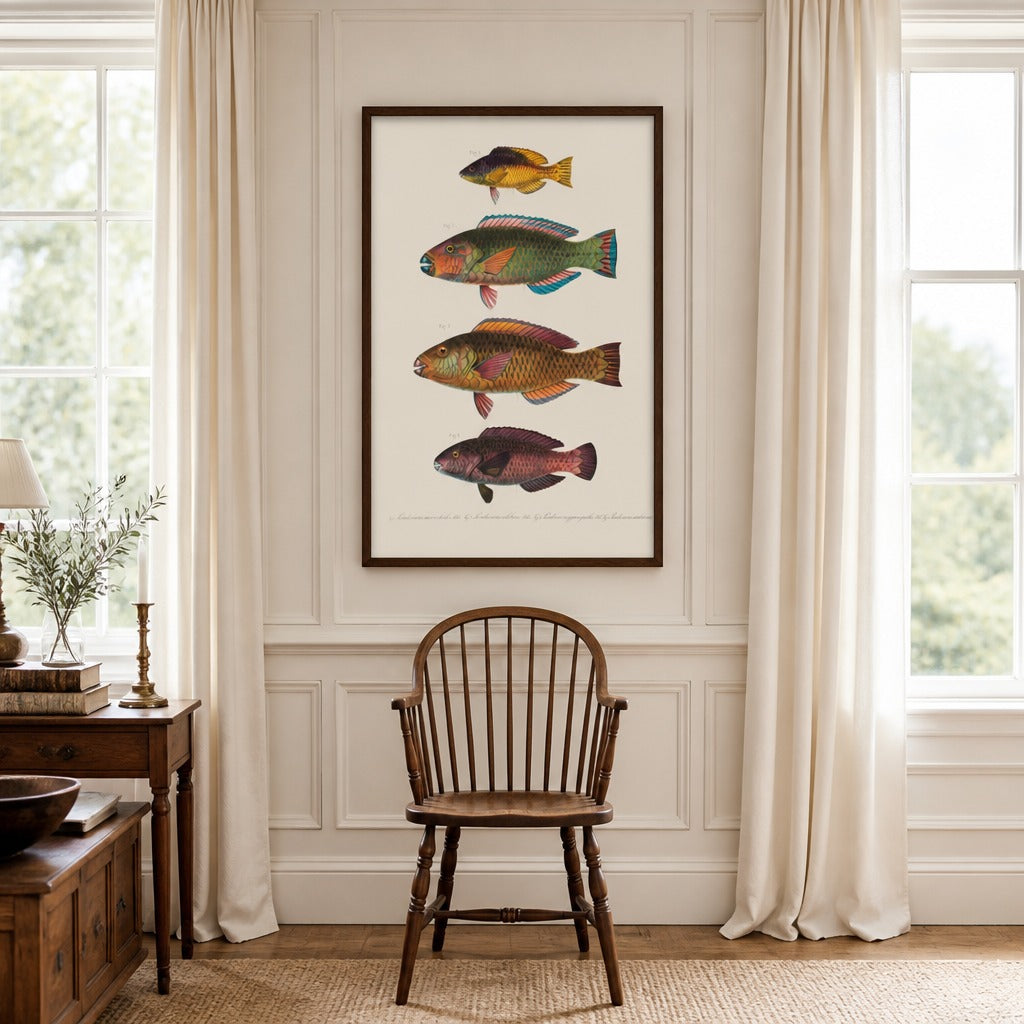 Indo-Pacific Parrotfish No. 15 vintage fish art print framed in a traditional home