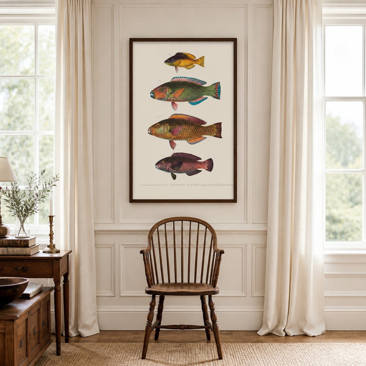 Indo-Pacific Parrotfish No. 15 vintage fish art print framed in a traditional home