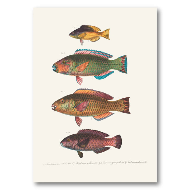 Indo-Pacific Parrotfish No. 15 Art Print
