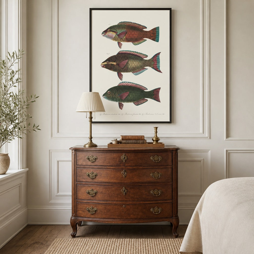 Indo-Pacific Parrotfish No. 16 vintage fish art print framed in a traditional home