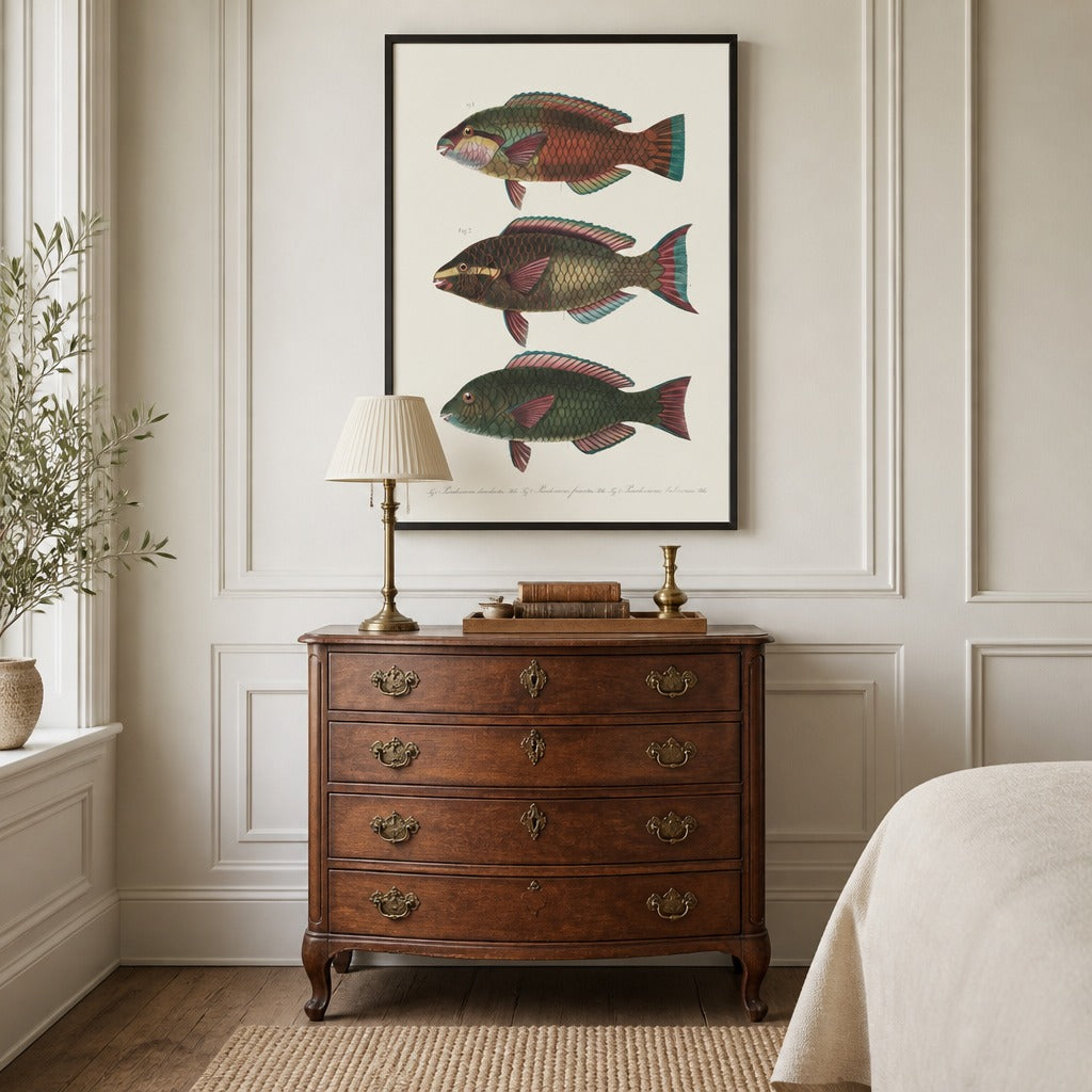 Indo-Pacific Parrotfish No. 16 vintage fish art print framed in a traditional home