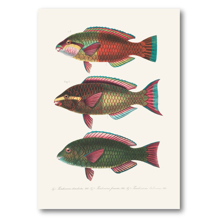Indo-Pacific Parrotfish No. 16 Art Print