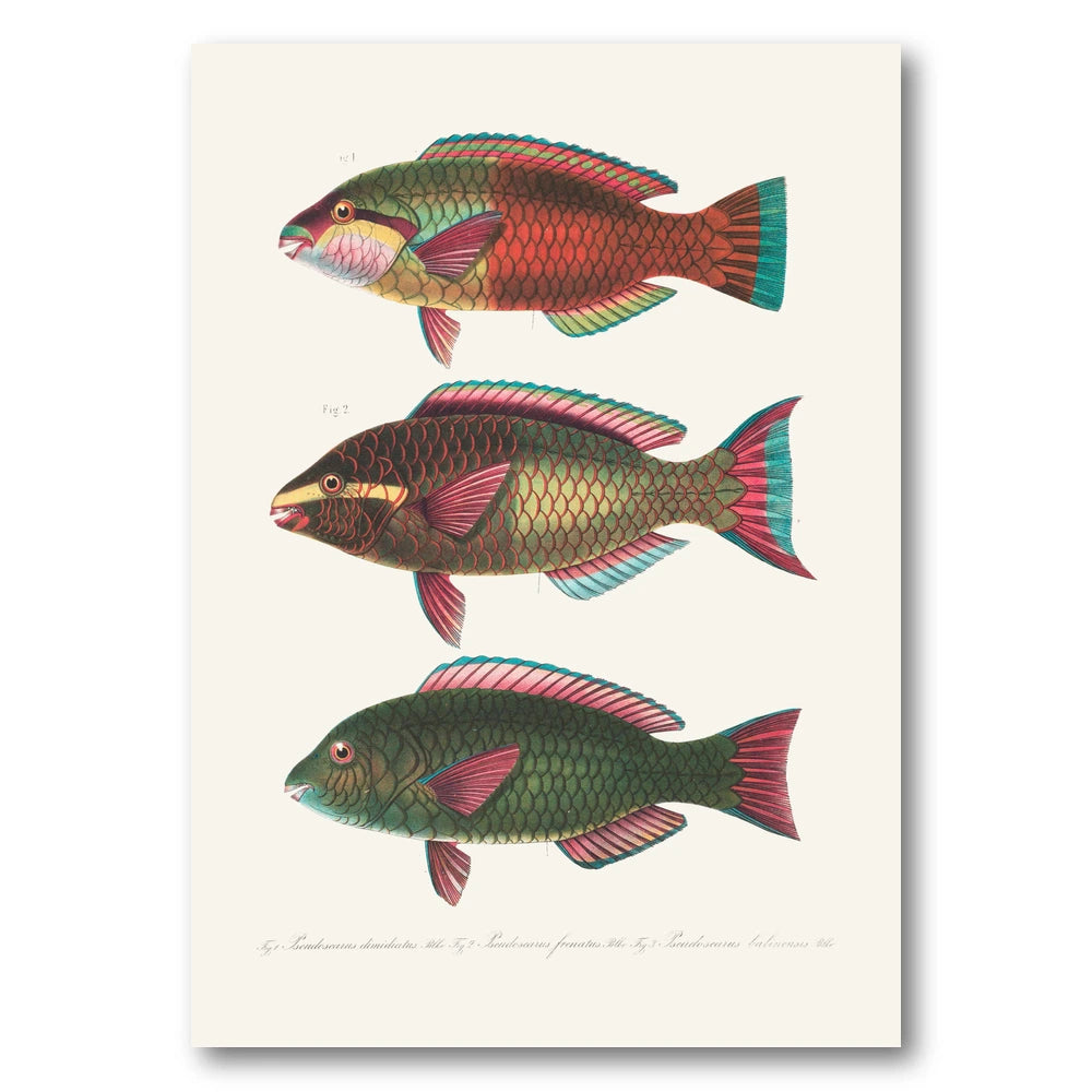 Indo Pacific Parrotfish No 16 Art Print