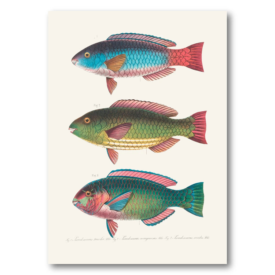 Indo Pacific Parrotfish No 17 Art Print