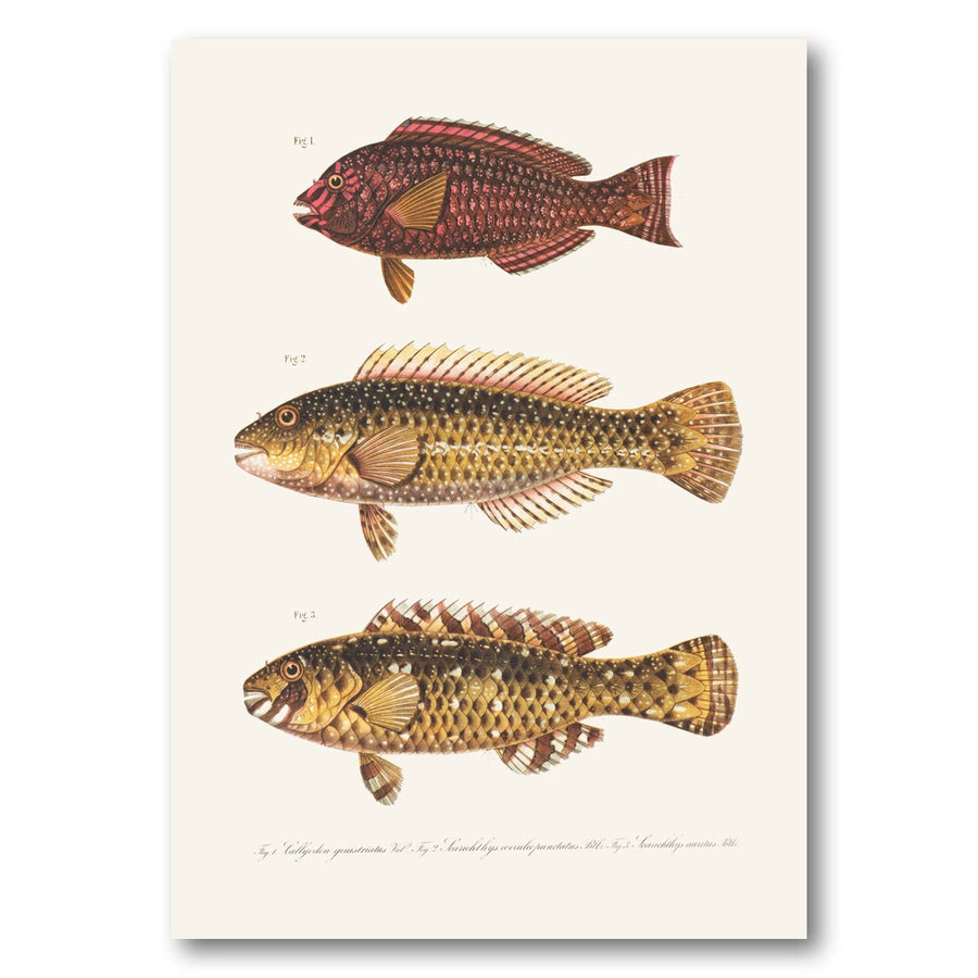 Indo Pacific Parrotfish No 1 Art Print