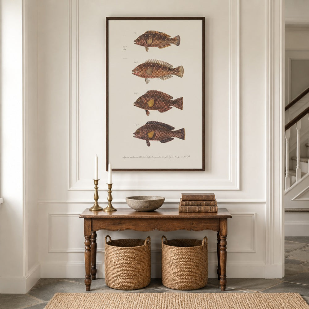 Indo-Pacific Parrotfish No. 2 vintage fish art print framed in a traditional home