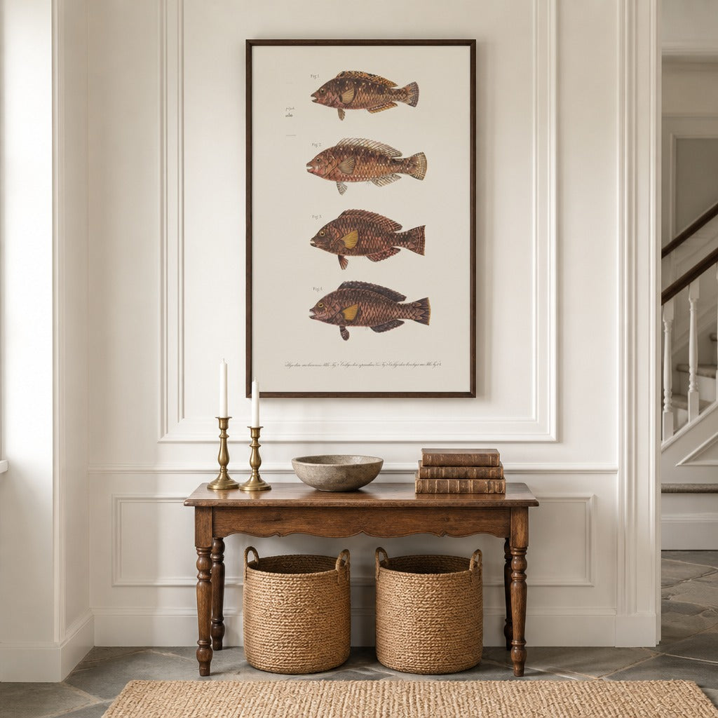 Indo-Pacific Parrotfish No. 2 vintage fish art print framed in a traditional home