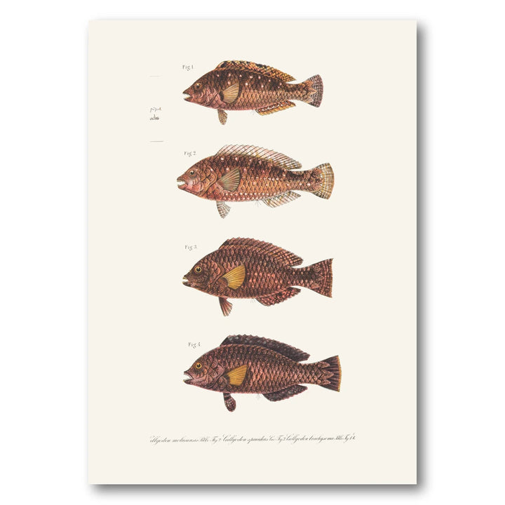 Indo-Pacific Parrotfish No. 2 Art Print