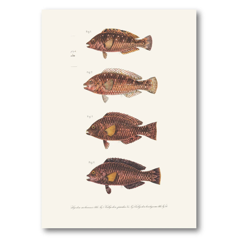 Indo Pacific Parrotfish No 2 Art Print