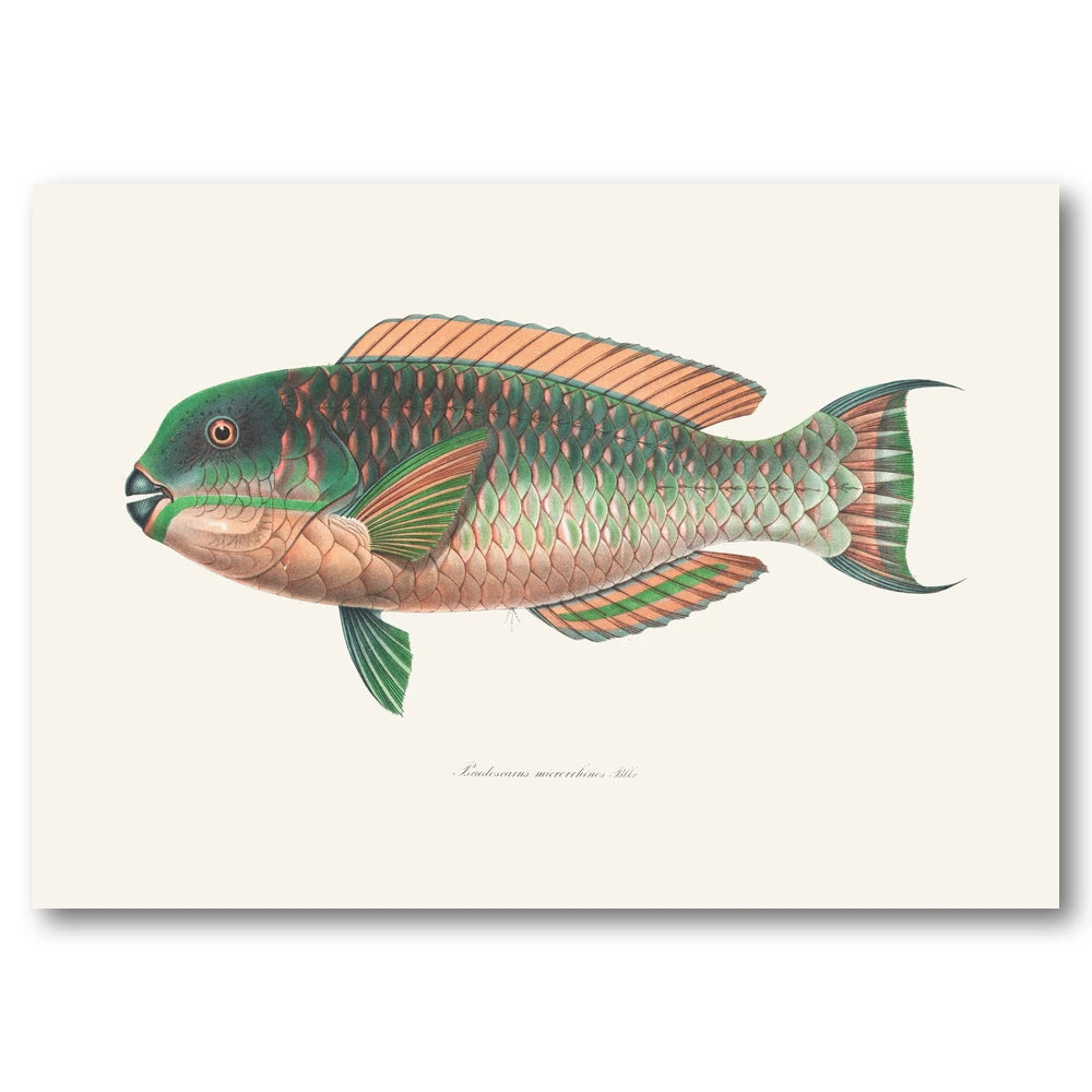 Indo Pacific Parrotfish No 3 Art Print