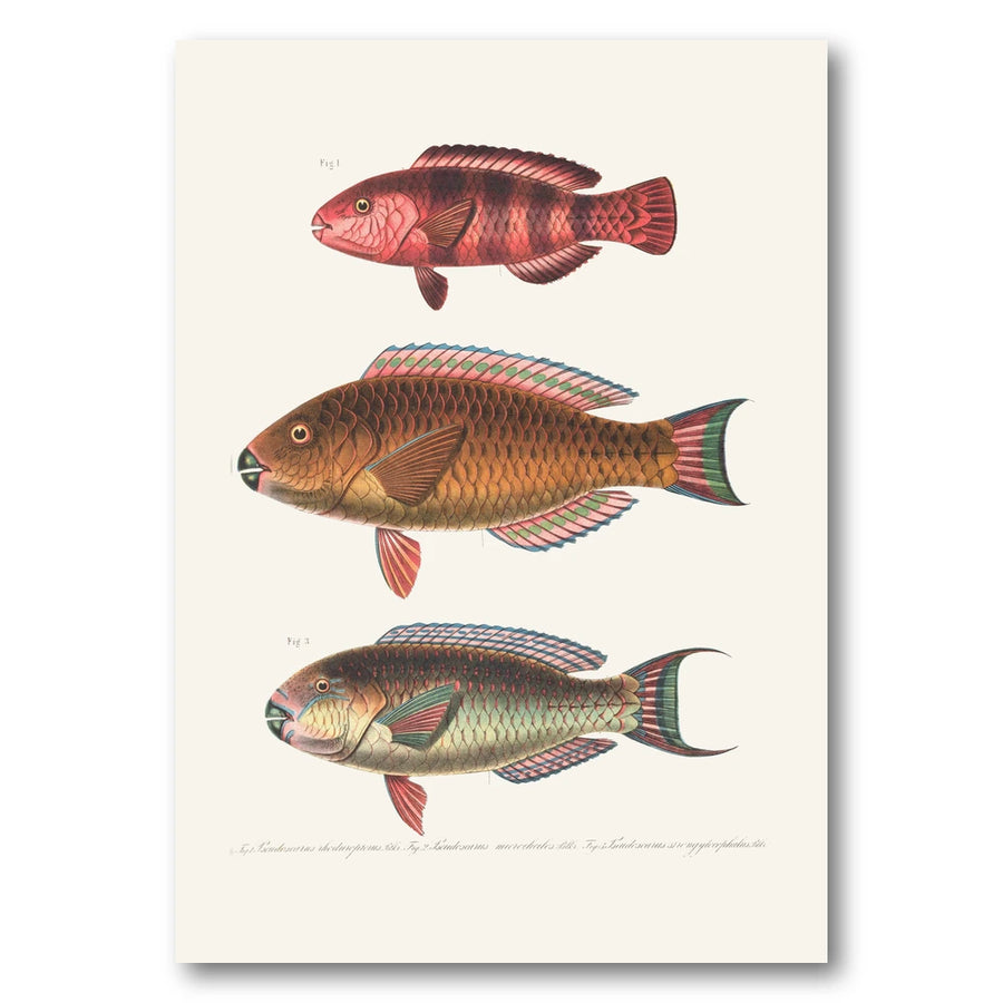 Indo Pacific Parrotfish No 4 Art Print