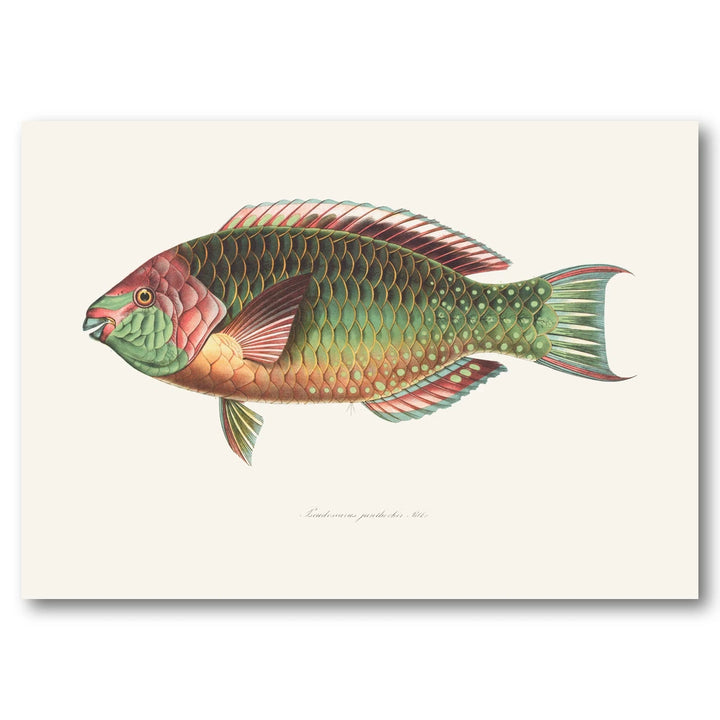 Indo-Pacific Parrotfish No. 5 Art Print
