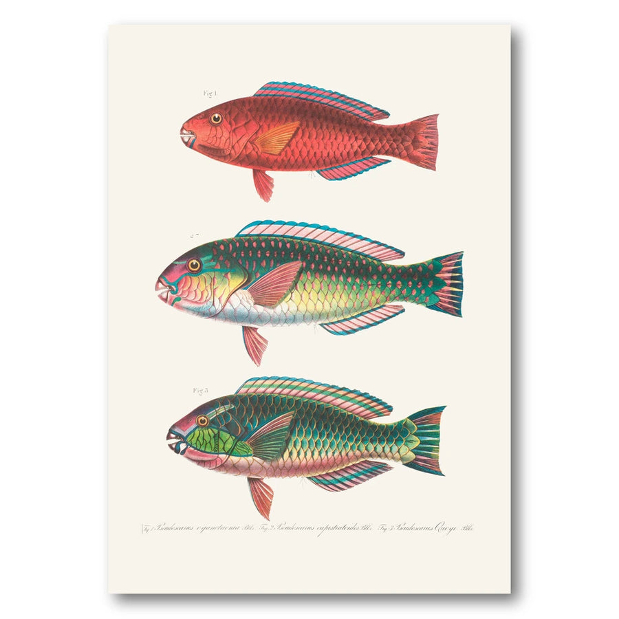 Indo-Pacific Parrotfish No. 6 Art Print